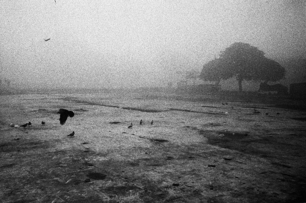 Terrain vague avec brume et corbeau.